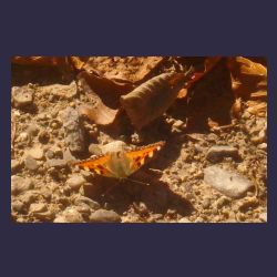 2012-10-20_Fall_AQUILA (125)b.JPG
